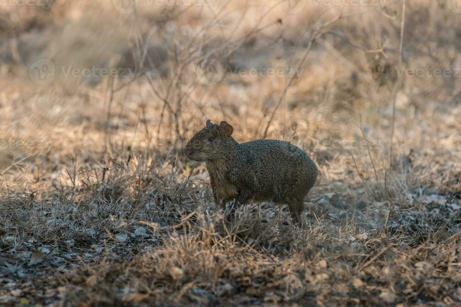 Azara's agouti ,Dasyprocta azarae, Pantanal , Brazil photo