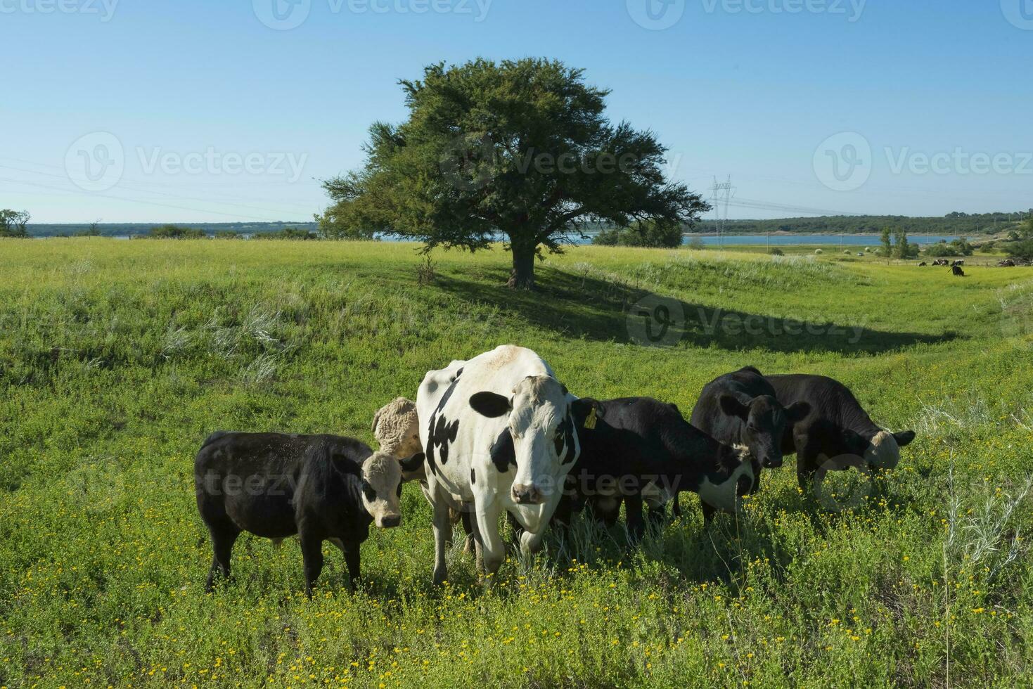 Cows in pampas landscape,Patagonia photo