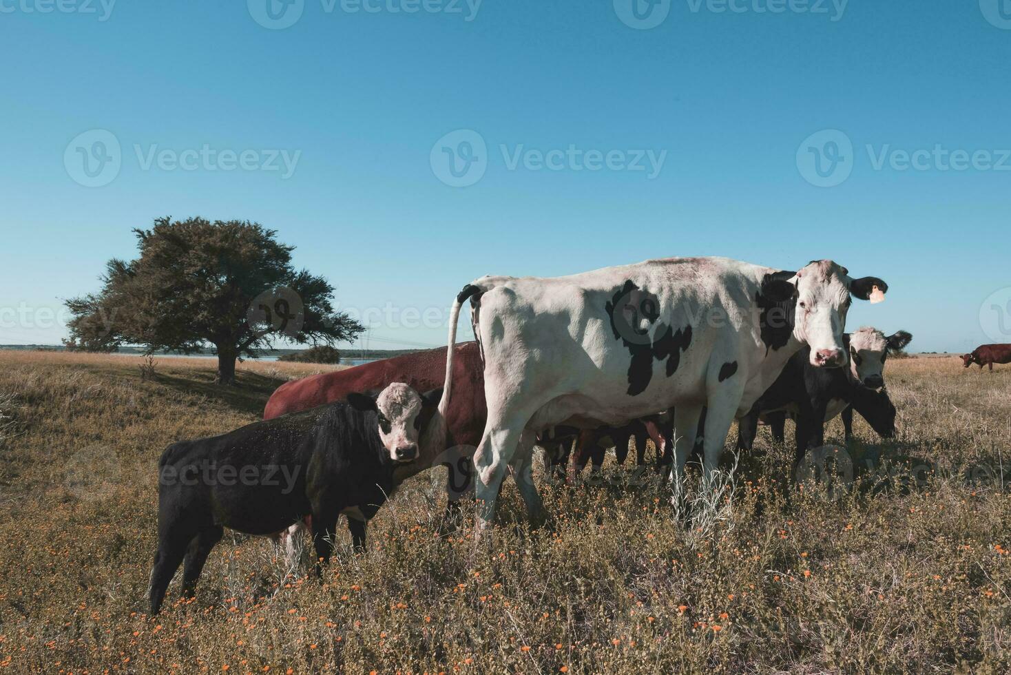 Dairy cows in pampas landscape,Patagonia photo