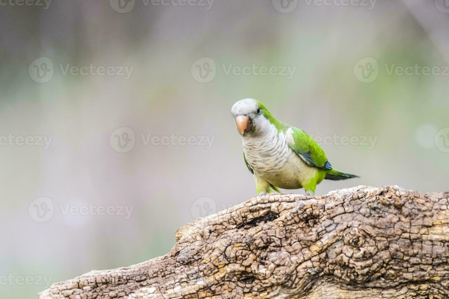 Parakeet,in jungle environment, La Pampa, Patagonia, Argentina photo