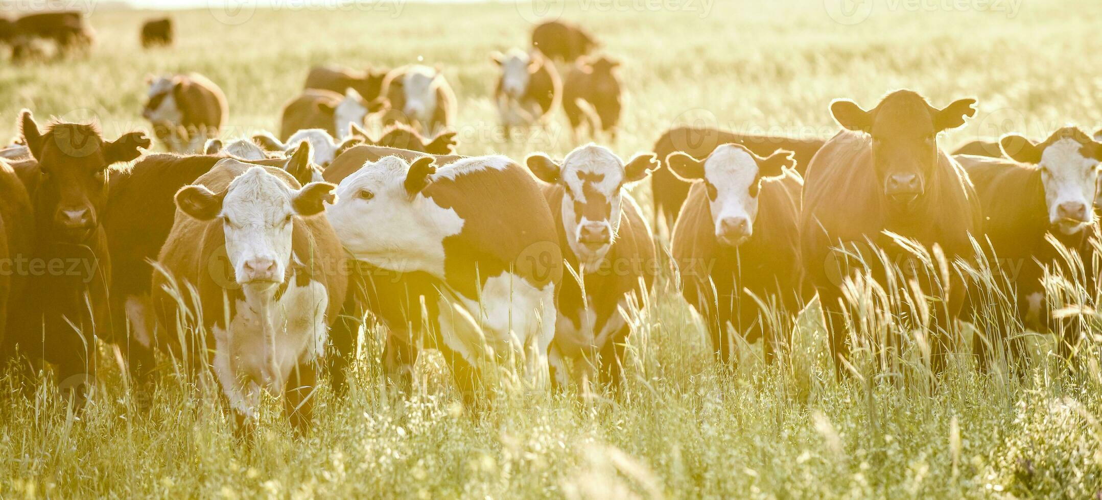 vacas a puesta de sol en la pampa, argentina foto