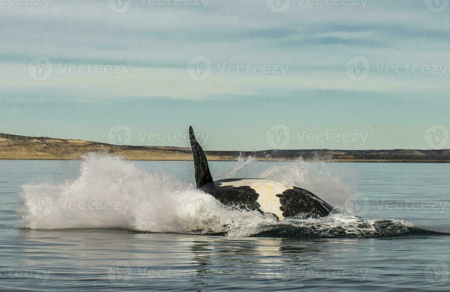 Whale jumping in Peninsula Valdes,Puerto Madryn,  Patagonia, Argentina photo