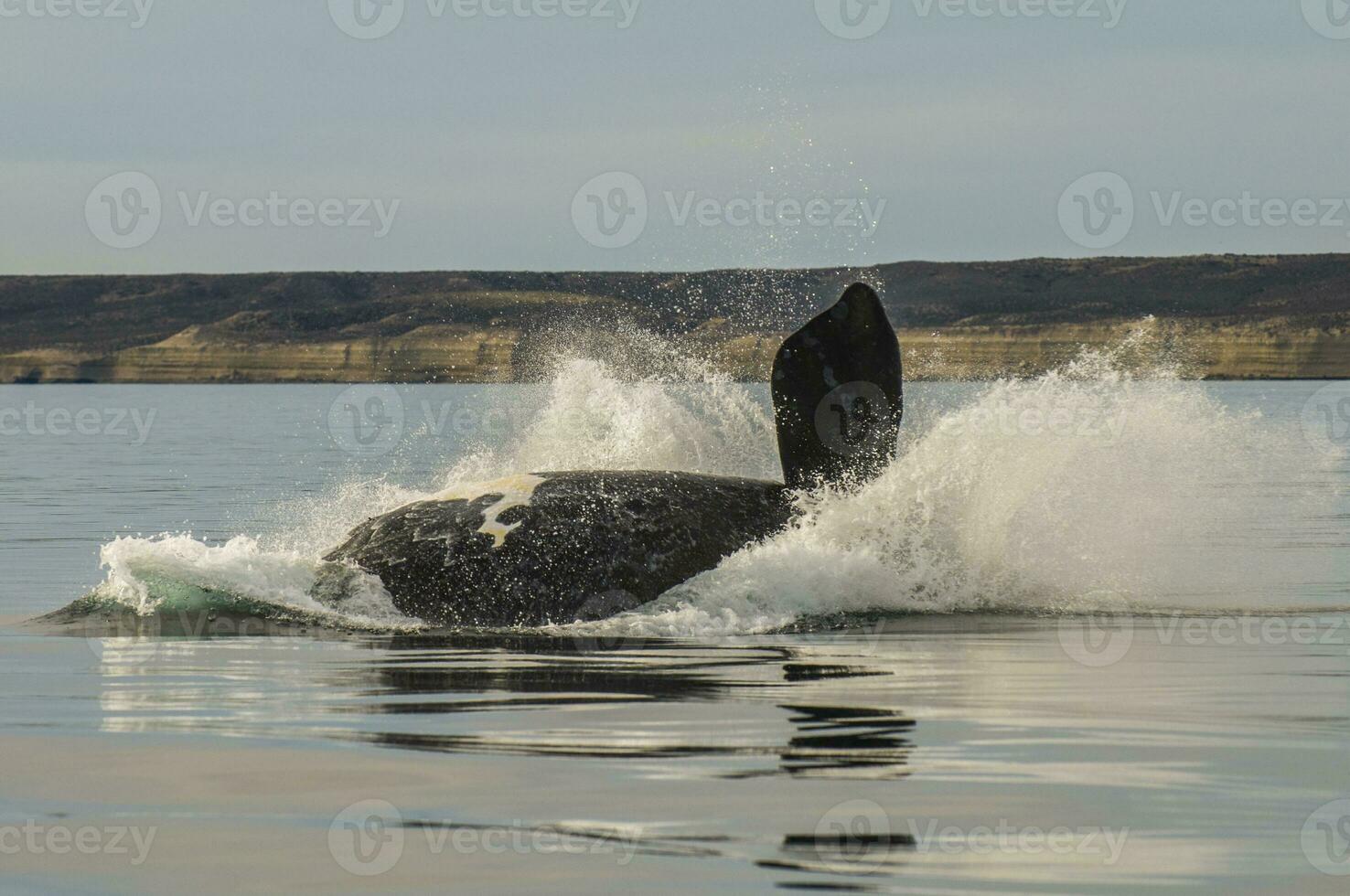 Whale breathing, Peninsula Valdes,, Patagonia, Argentina photo