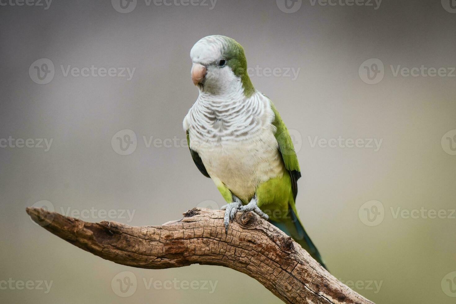 Parakeet,in jungle environment, La Pampa, Patagonia, Argentina photo