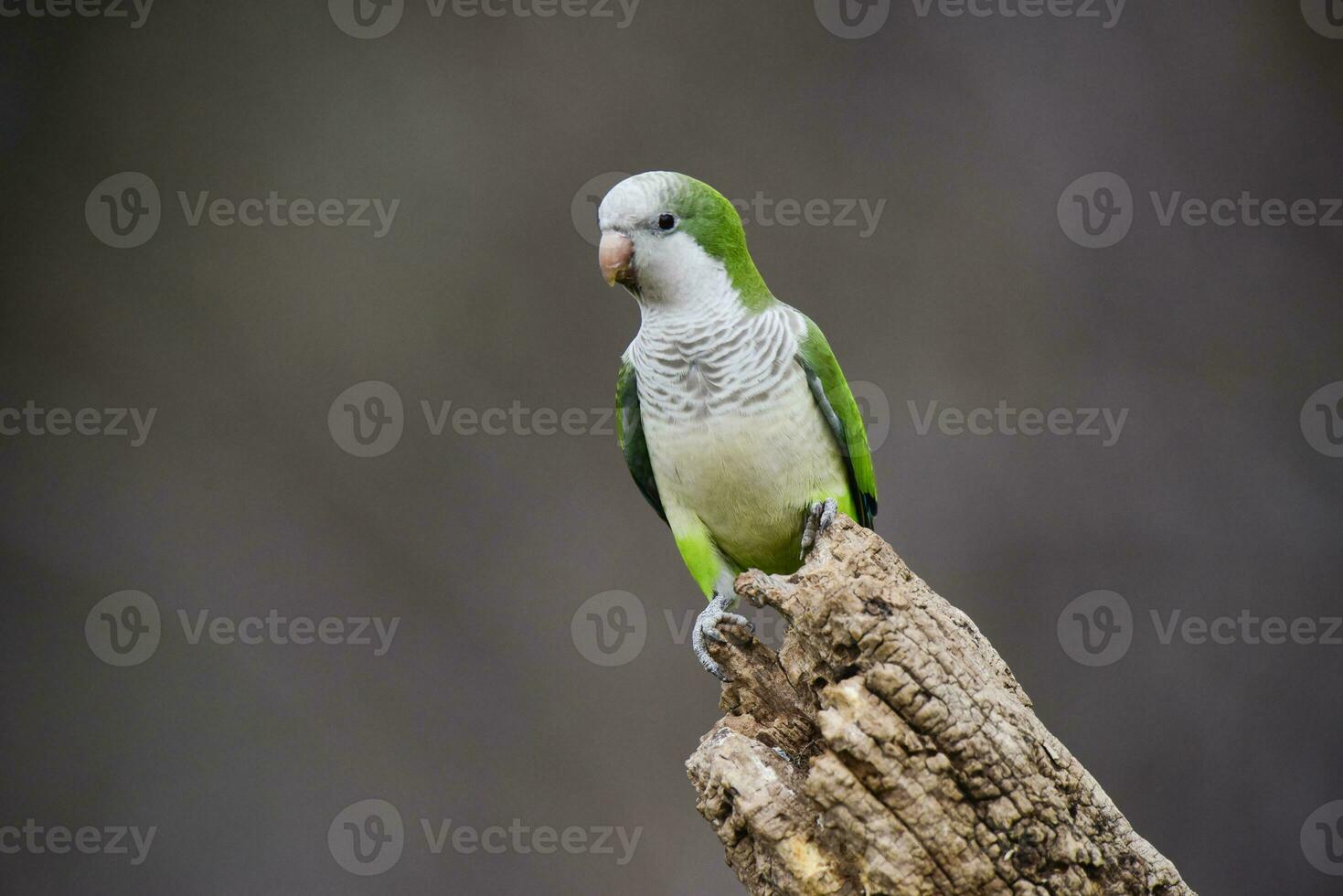 Parakeet,in jungle environment, La Pampa, Patagonia, Argentina photo