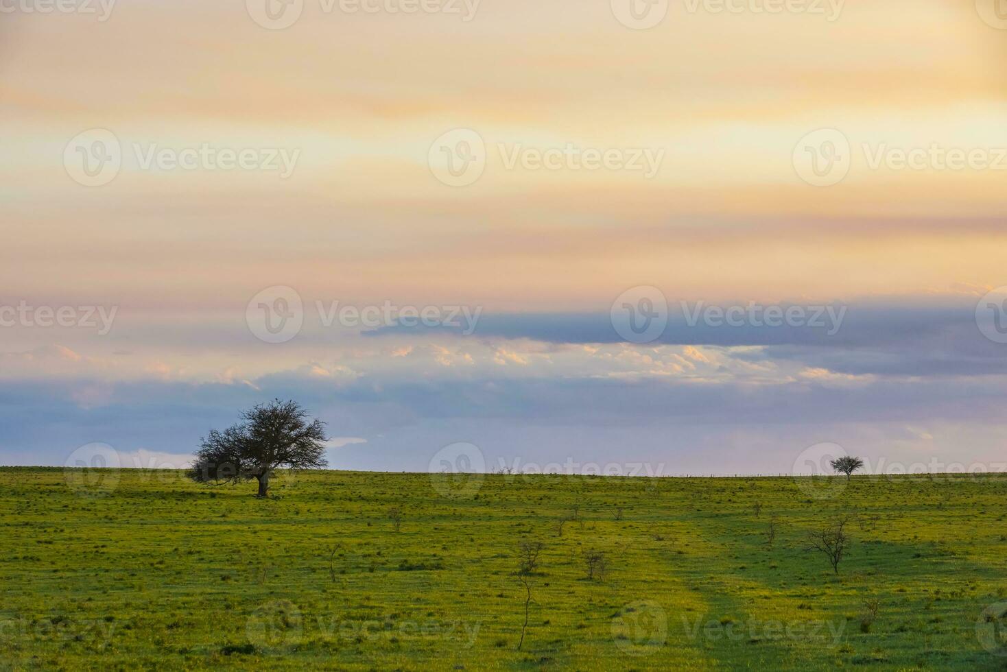 solitario árbol en el pampa plano, Patagonia, argentina foto