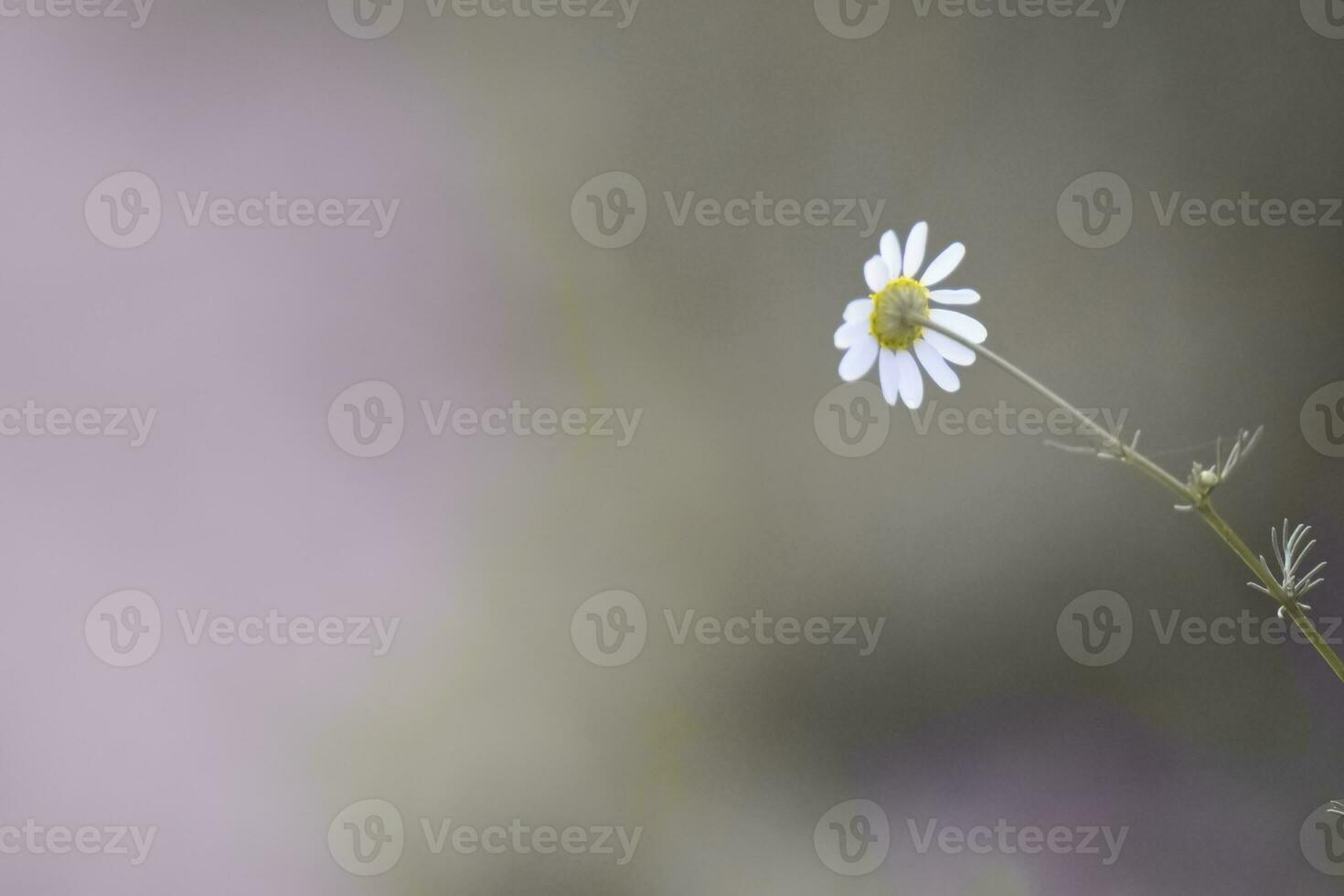 Wild flowers, La Pampa.  Patagonia, Argentina photo