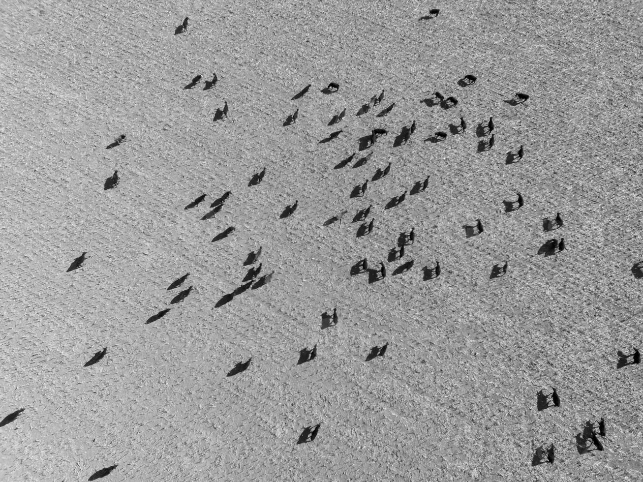 Cows aerial view, Buenos Aires,Argentina photo