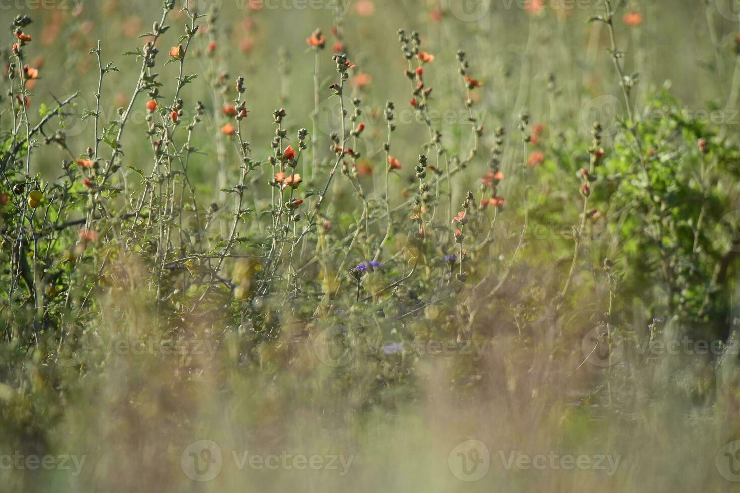 Wild flowers, La Pampa.  Patagonia, Argentina photo