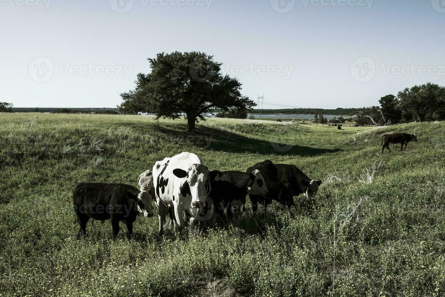 vacas a puesta de sol en la pampa, argentina foto