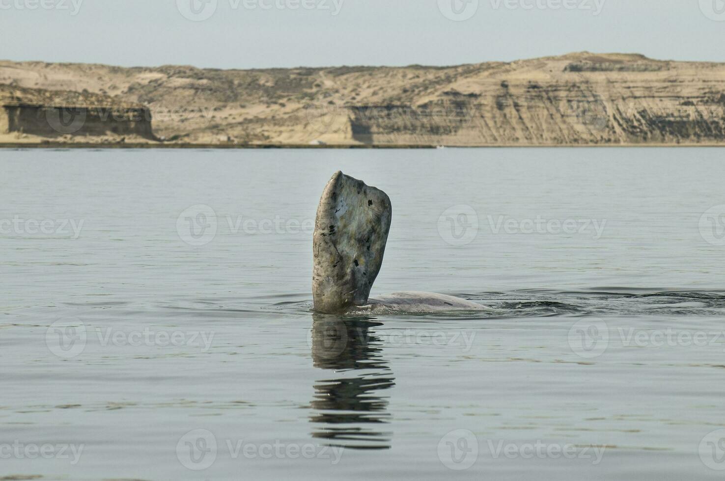 Whale pectoral fin,  Peninsula Valdes,, Patagonia, Argentina photo