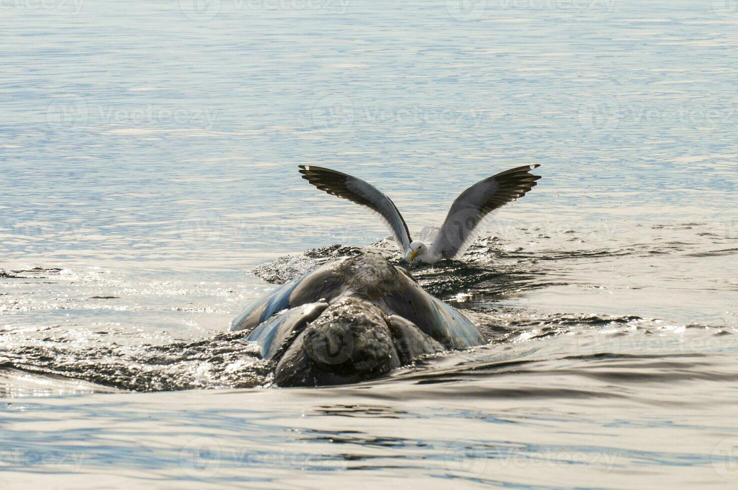 Seagull stinging right whale, Peninsula Valdes,, Patagonia, Argentina photo