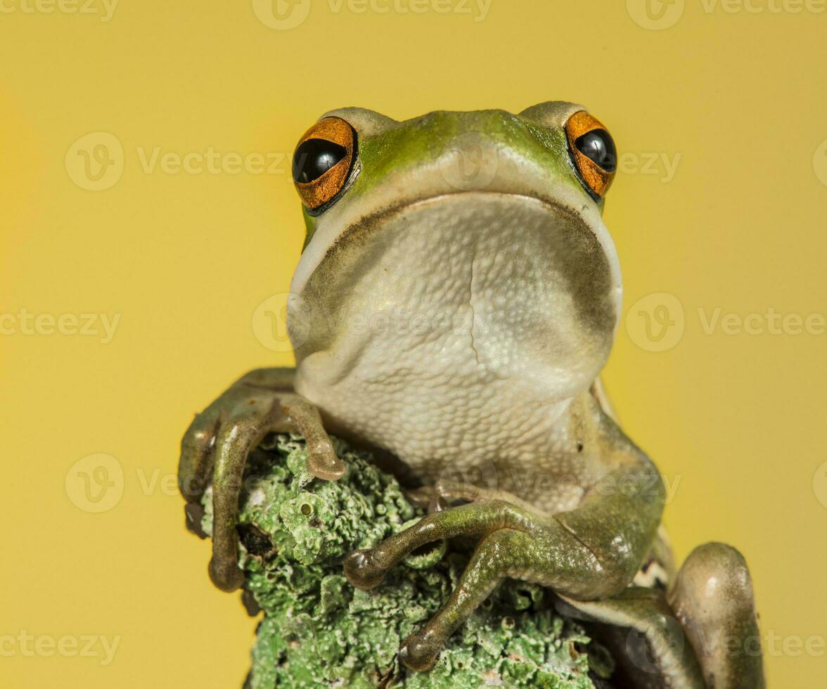 Frog, La Pampa, Argentina photo