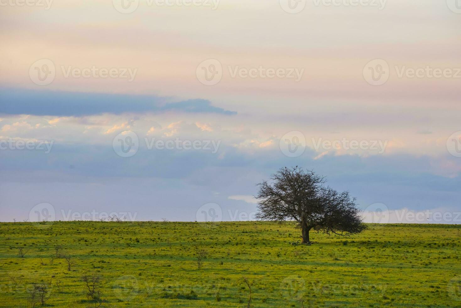 Lonely tree in the pampas plain, Patagonia, Argentina photo