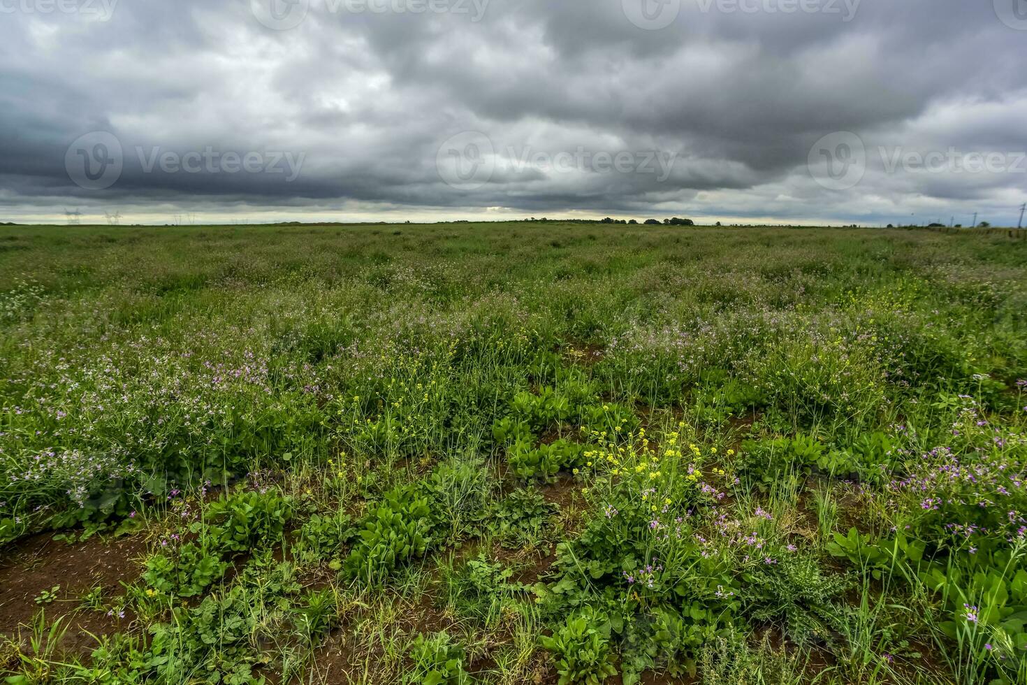 Rural landscape stormy, Buenos Aires province , Argentina photo