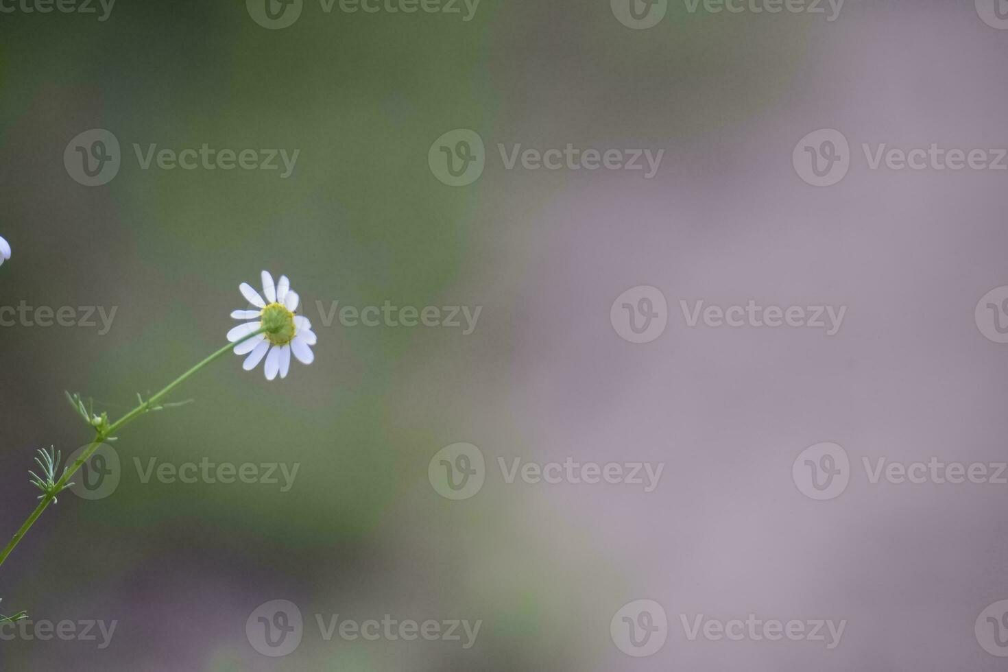 Wild flowers, La Pampa.  Patagonia, Argentina photo