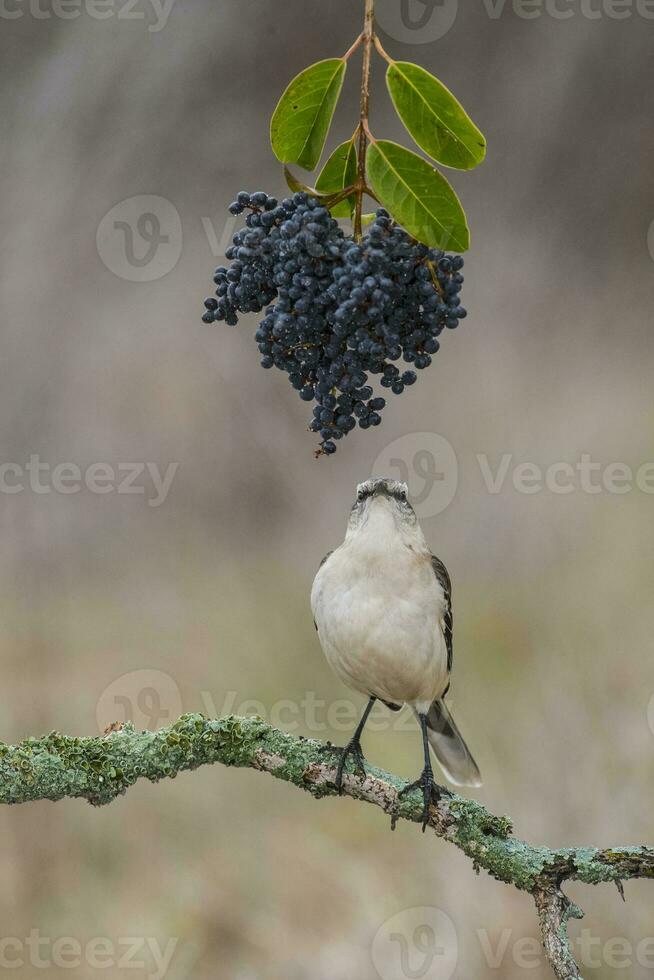 White banded Mockingbird, Patagonia, Argentina photo