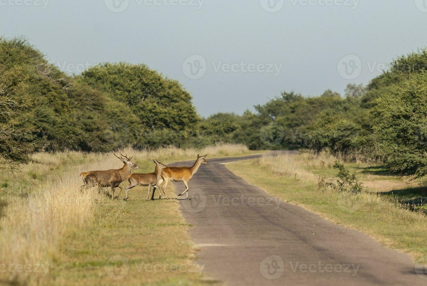 Red deer in Parque Luro Nature Reserve, La Pampa, Argentina photo