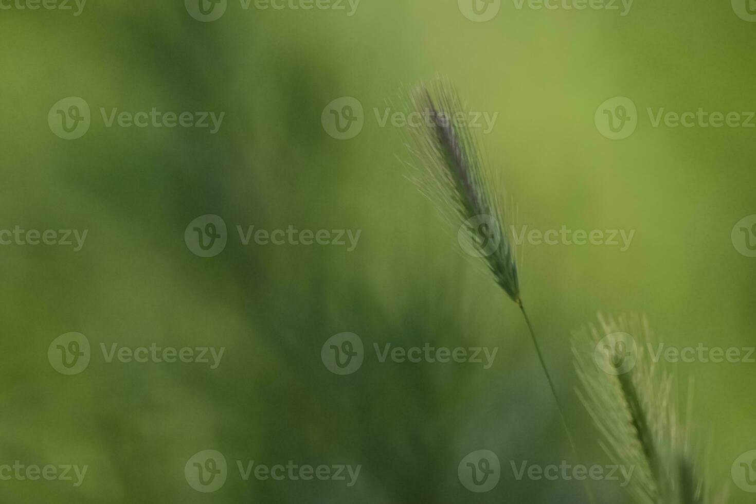 Wild flowers, La Pampa.  Patagonia, Argentina photo