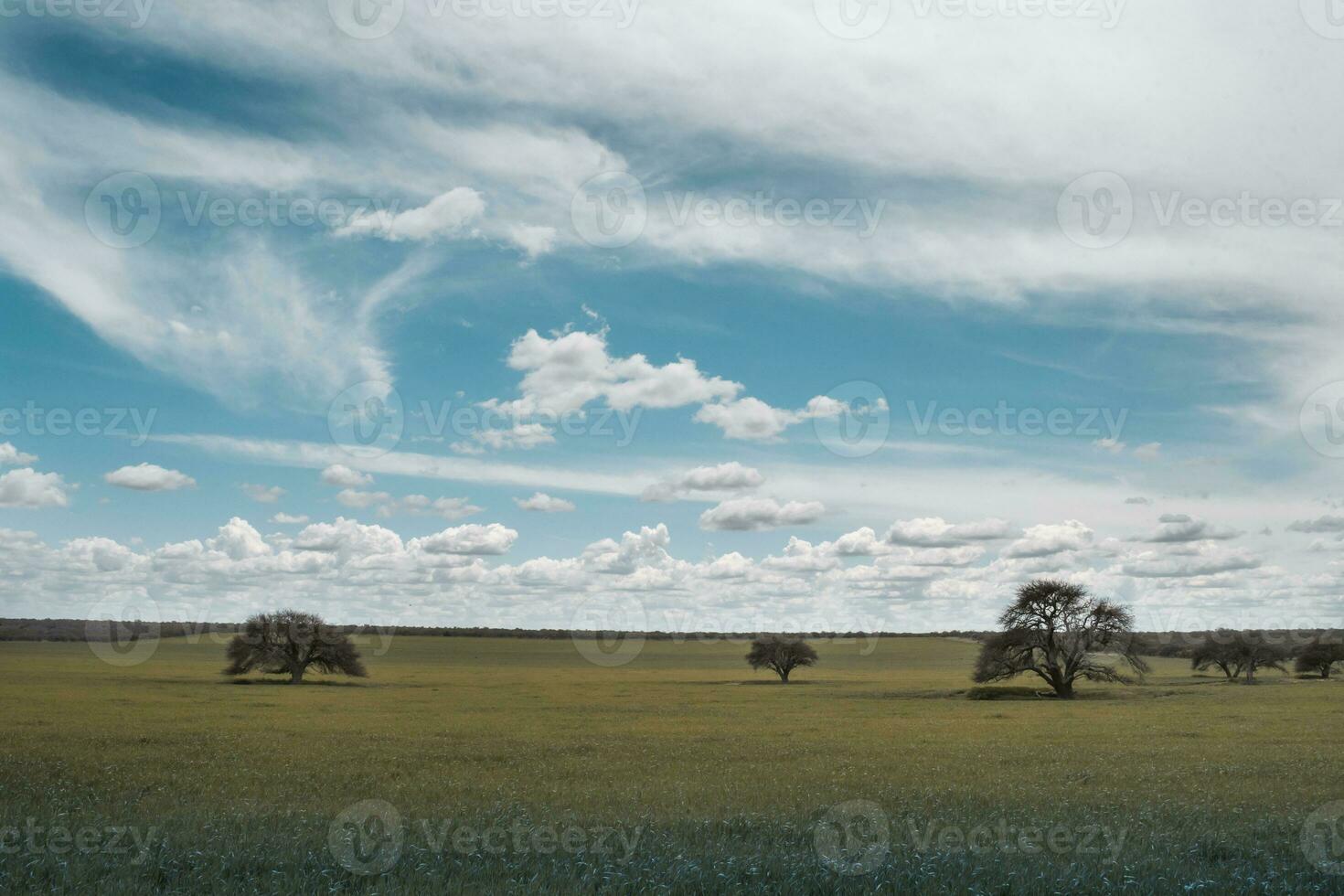 Rural landscape, Buenos Aires province , Argentina photo