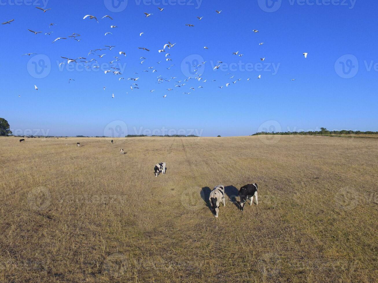 Cows aerial view, Buenos Aires,Argentina photo