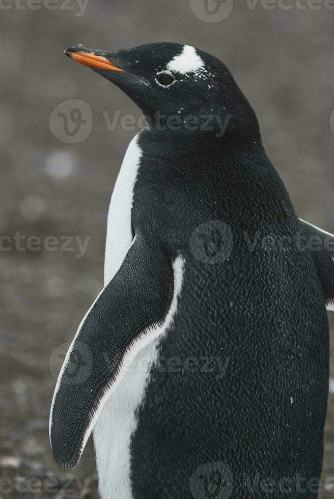 Gentoo Penguin,Hannah Point, Antartica photo