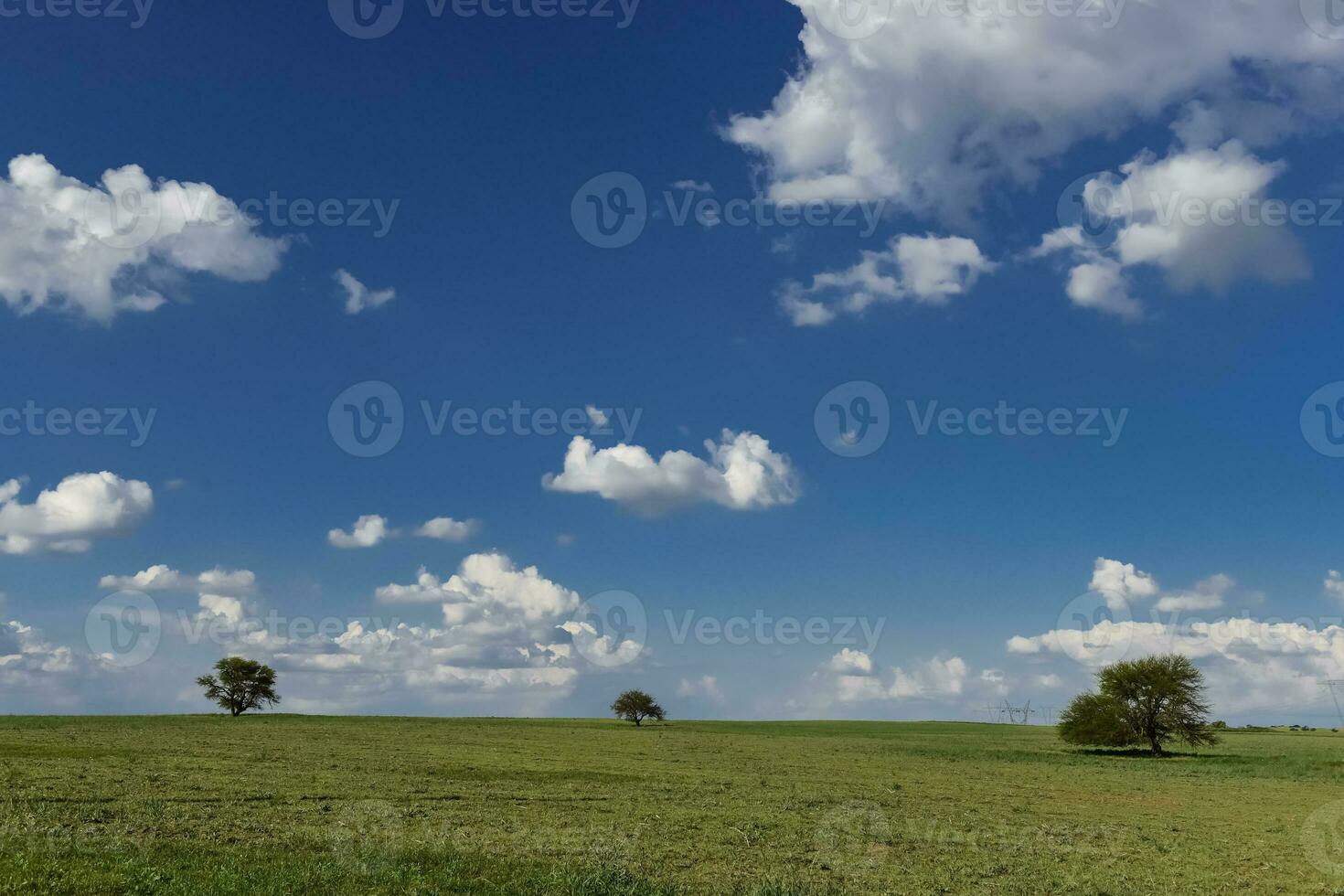 típico árbol de el pampero plano, caldén, prosopis caldenia, la pampa, argentina foto