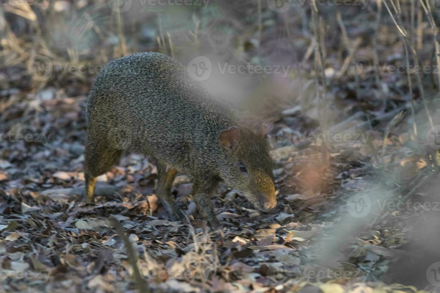 Azara's agouti ,Dasyprocta azarae, Pantanal , Brazil photo