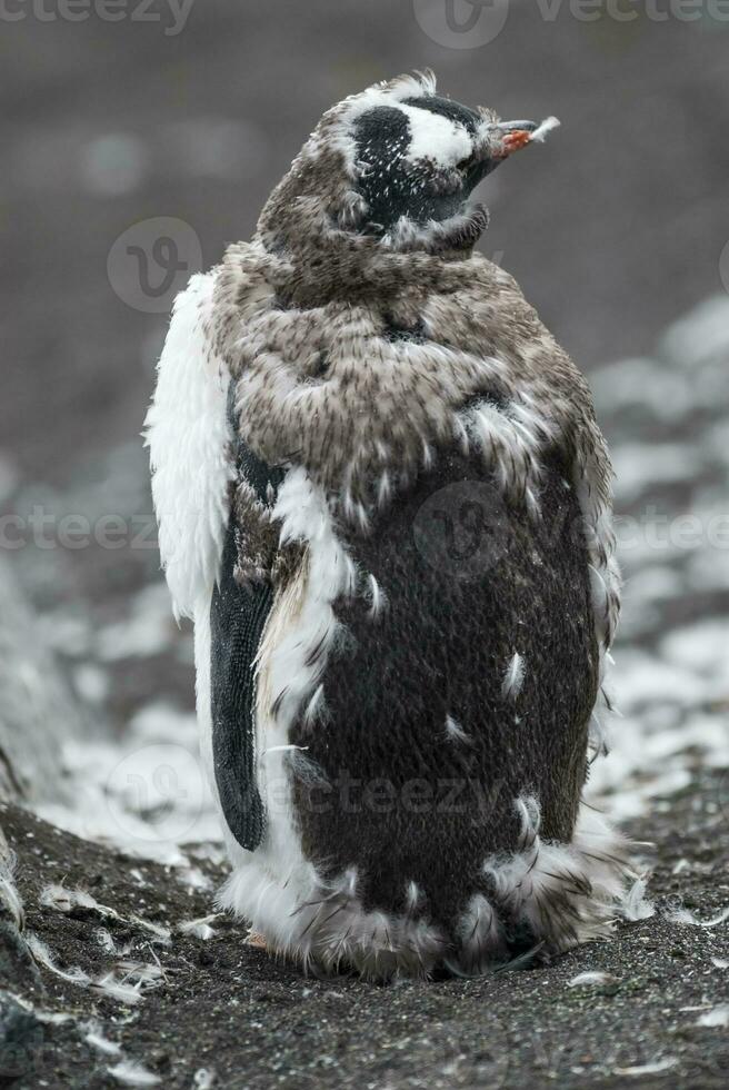 Gentoo Penguin,Hannah Point, Antartica photo