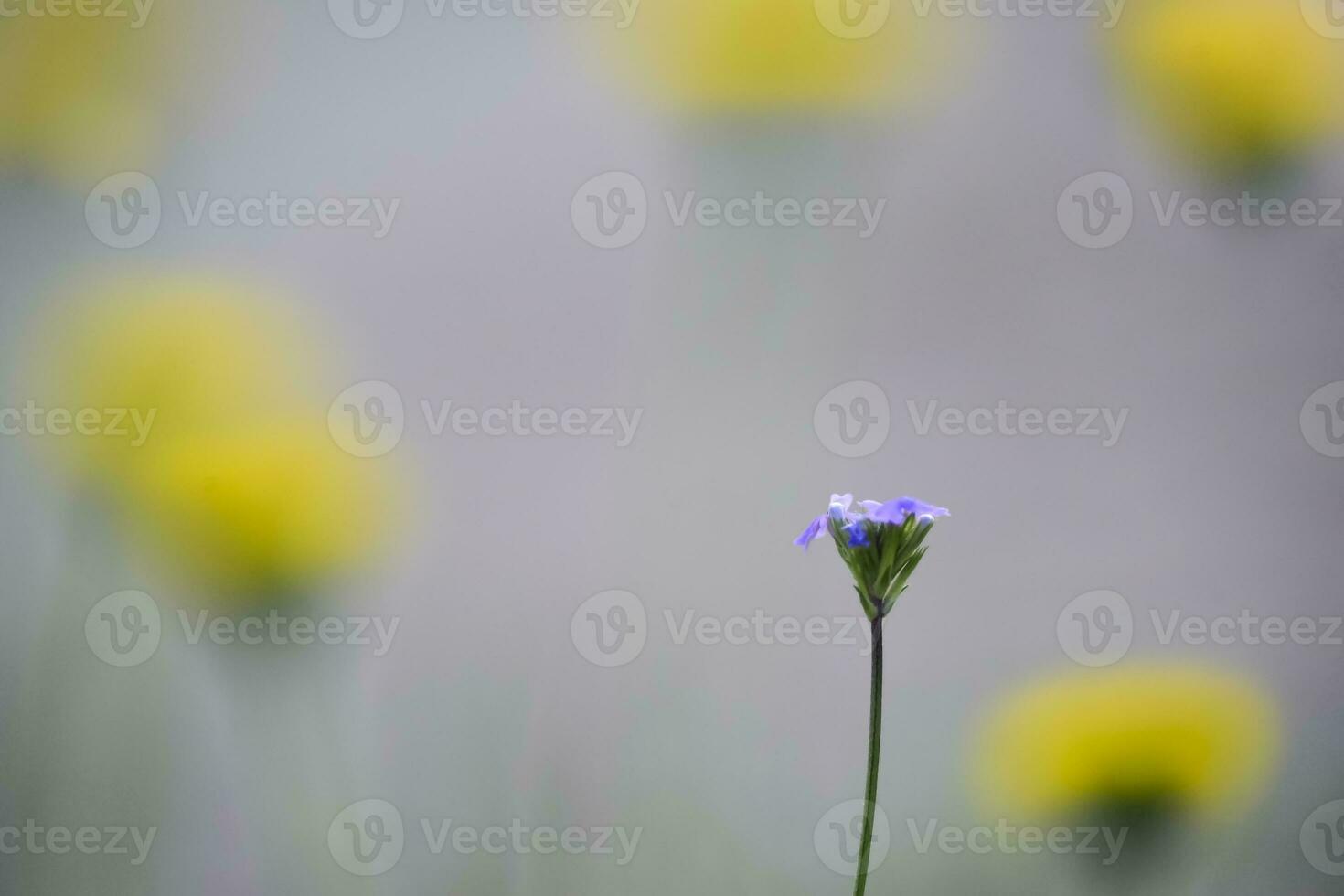 Wild flowers, La Pampa.  Patagonia, Argentina photo