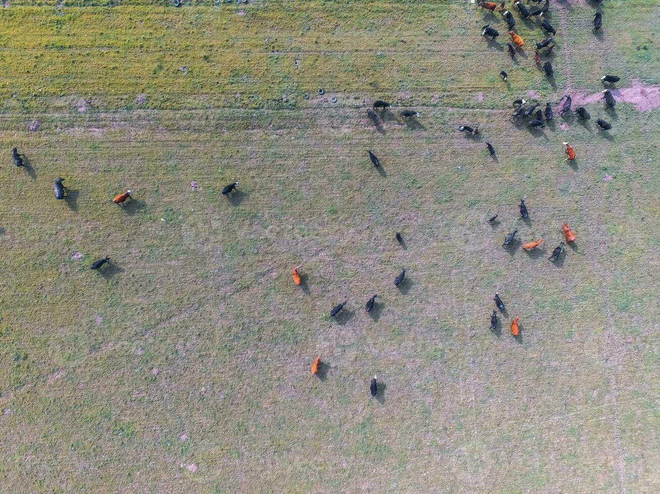 Cows fed on natural grass, Buenos Aires,Argentina photo