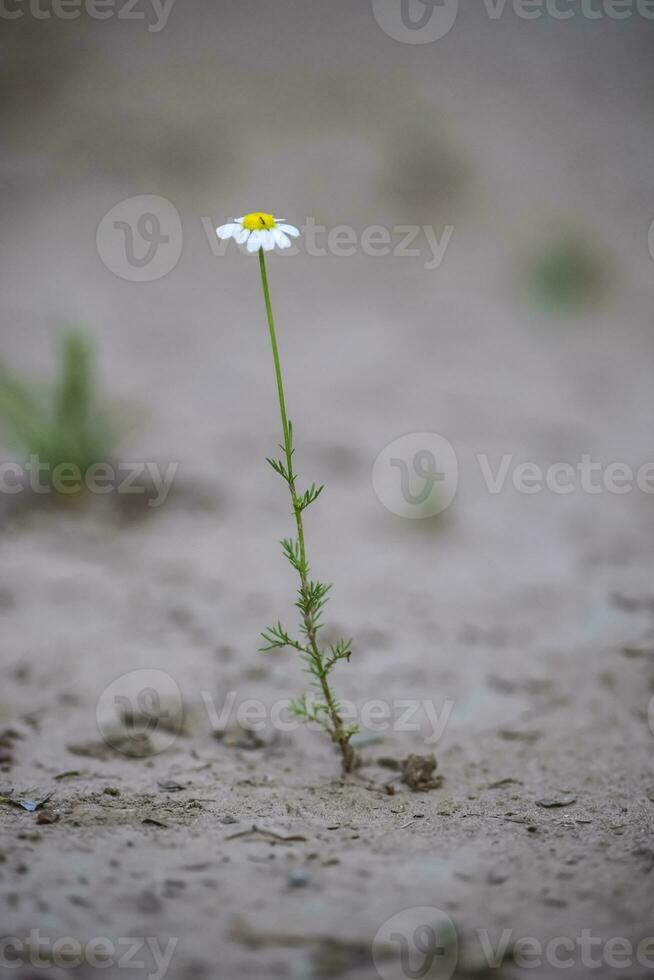 Wild flowers, La Pampa.  Patagonia, Argentina photo