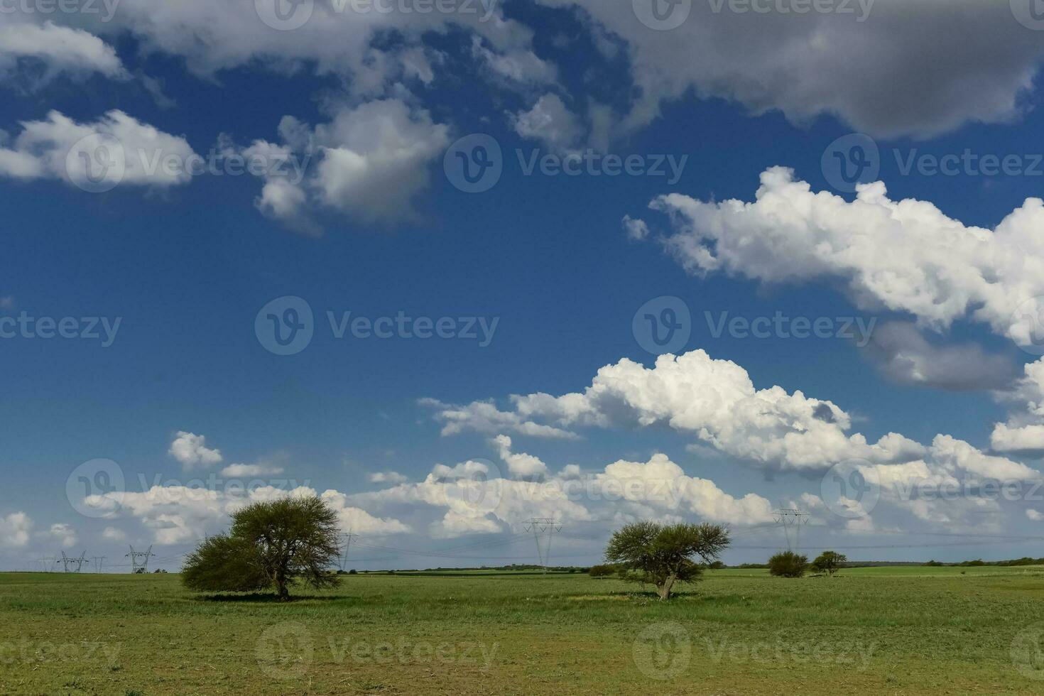 Typical tree of the pampean plain, Calden, Prosopis caldenia, La Pampa, Argentina photo