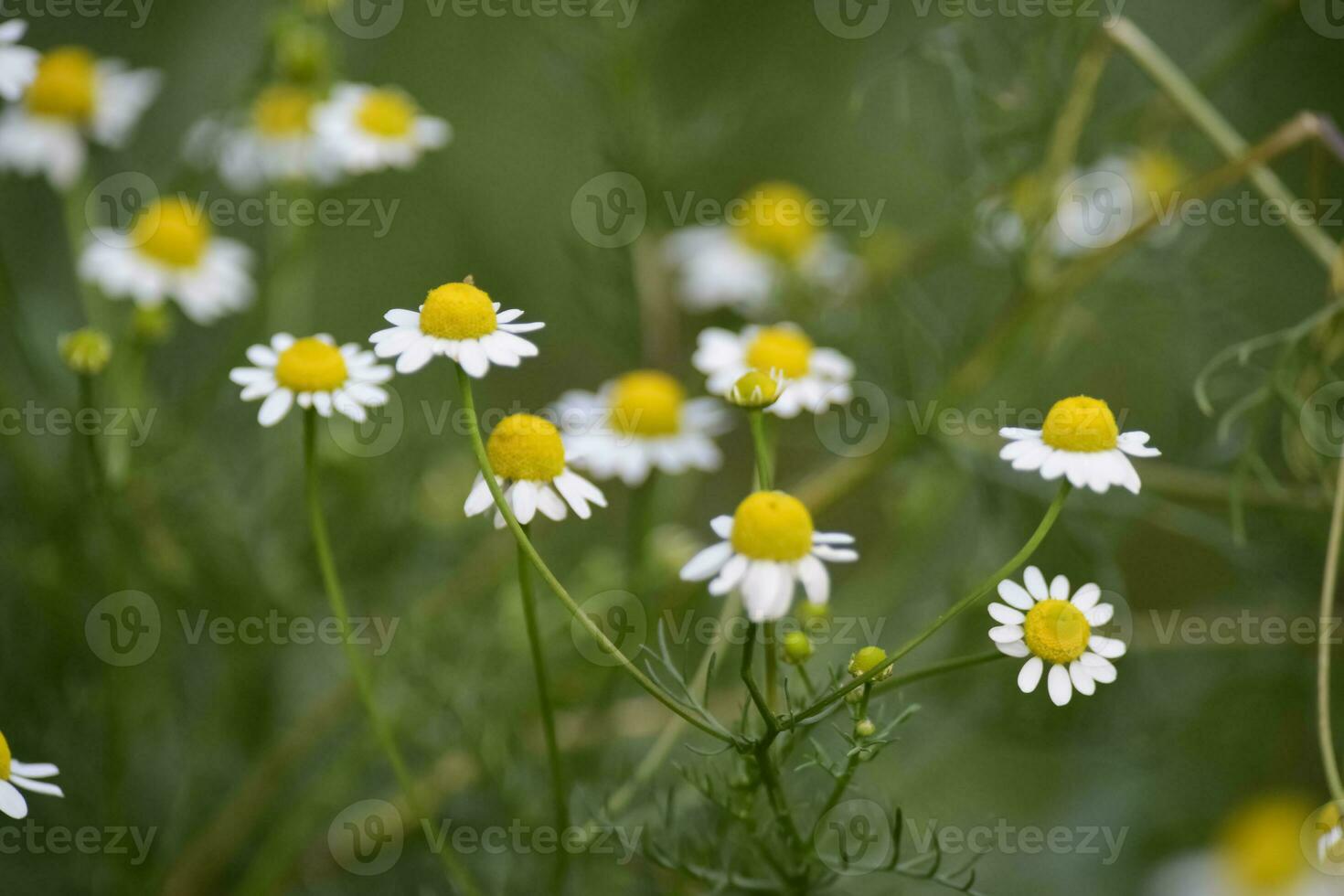 Wild flowers, La Pampa.  Patagonia, Argentina photo