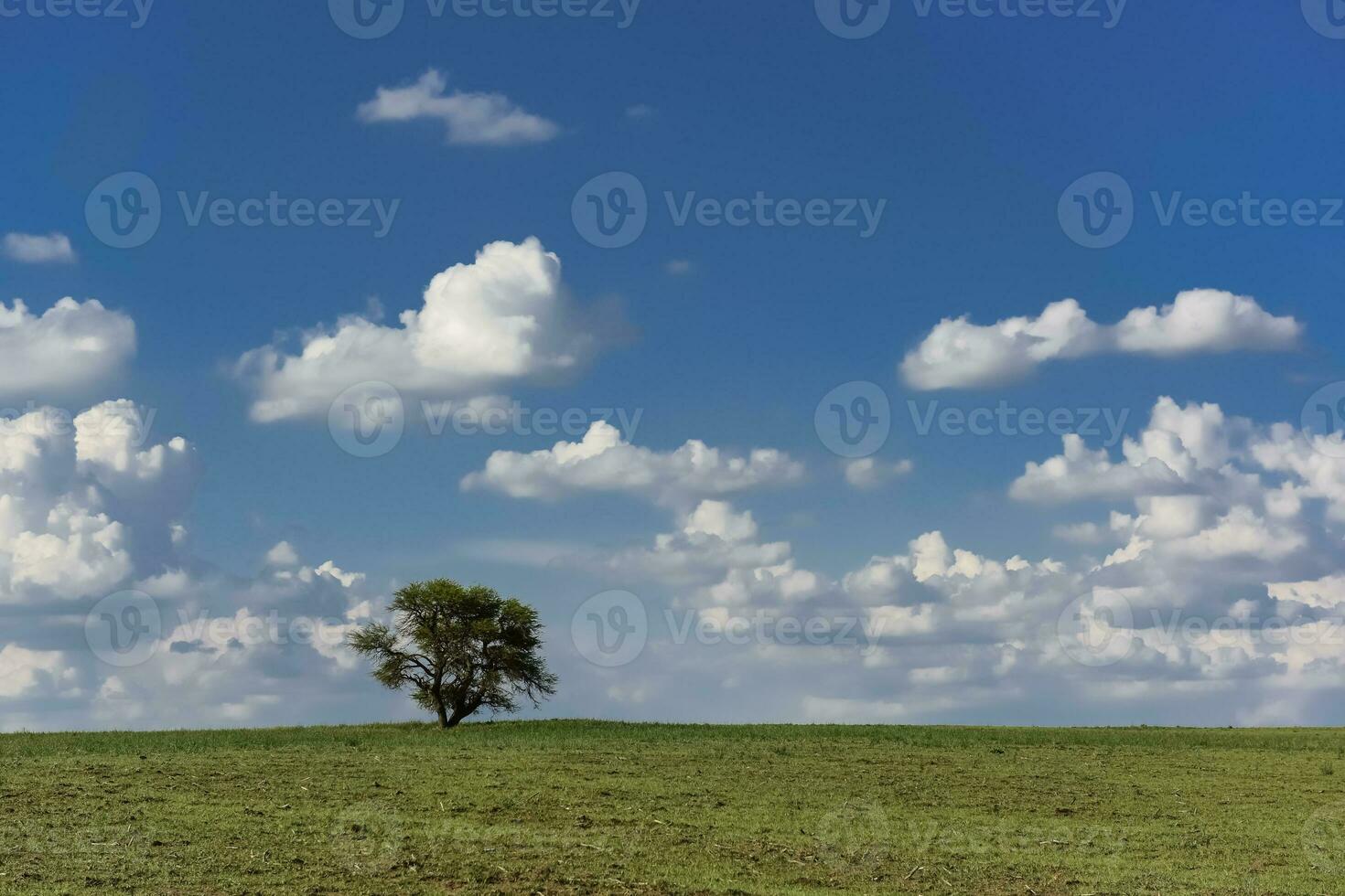 típico árbol de el pampero plano, caldén, prosopis caldenia, la pampa, argentina foto