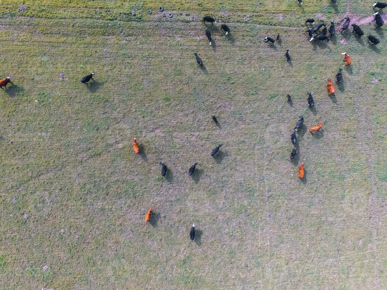 Cows fed on natural grass, Buenos Aires,Argentina photo