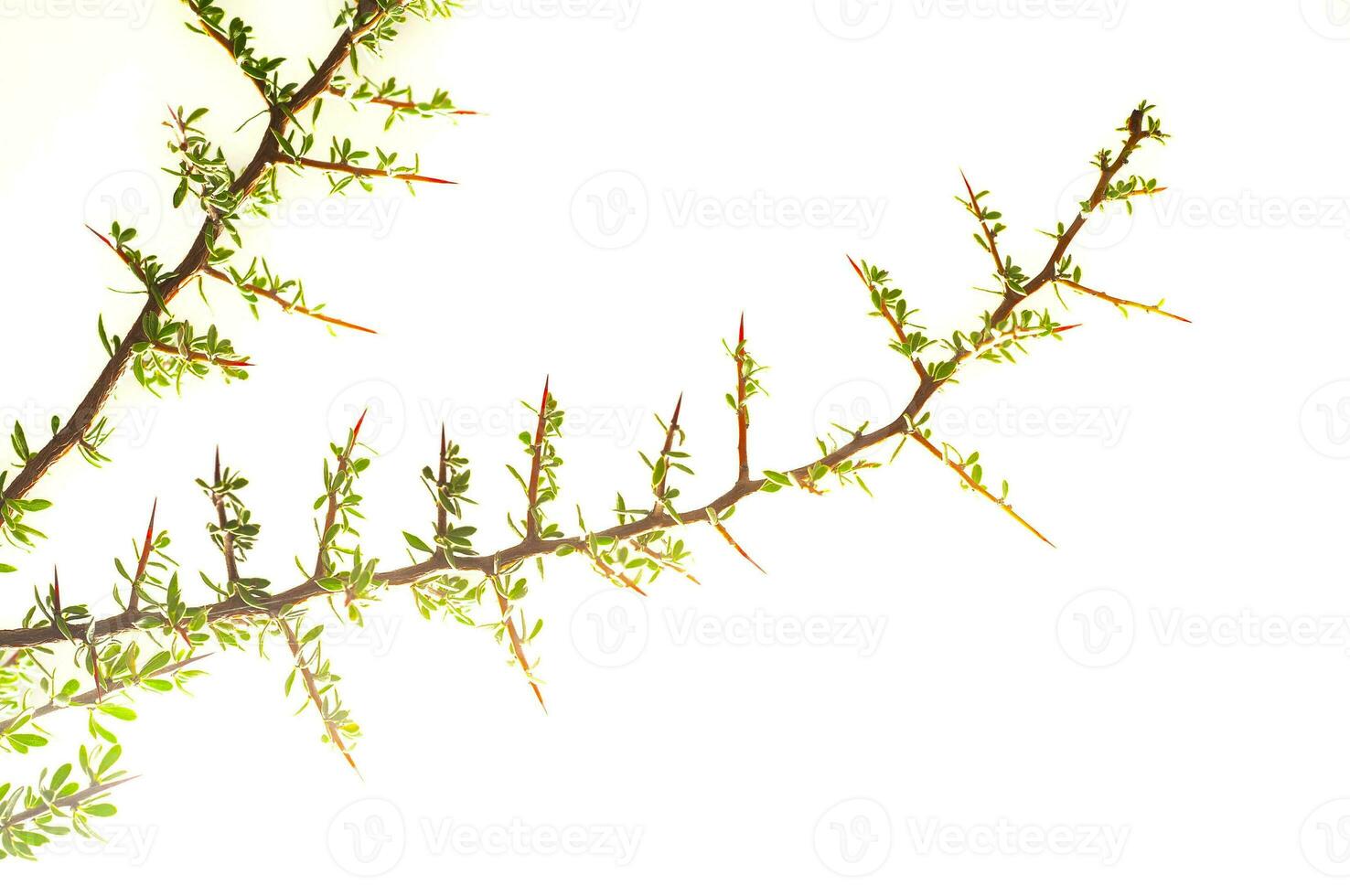 Piquillin, Leaves and thorns endemic vegetals in the Pampas forest, Patagonia, Argentina photo