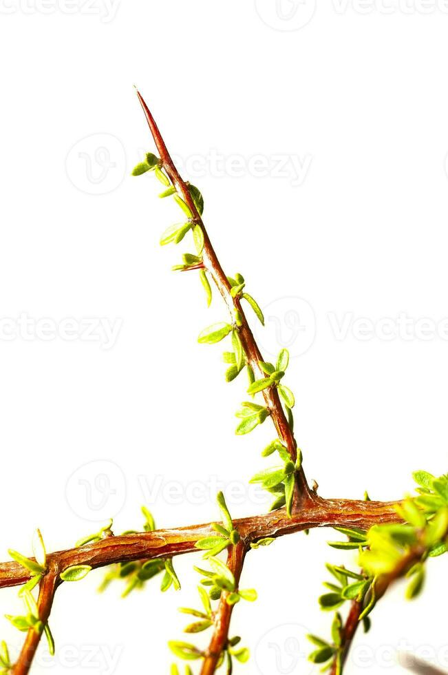 Piquillin, Leaves and thorns endemic vegetals in the Pampas forest, Patagonia, Argentina photo