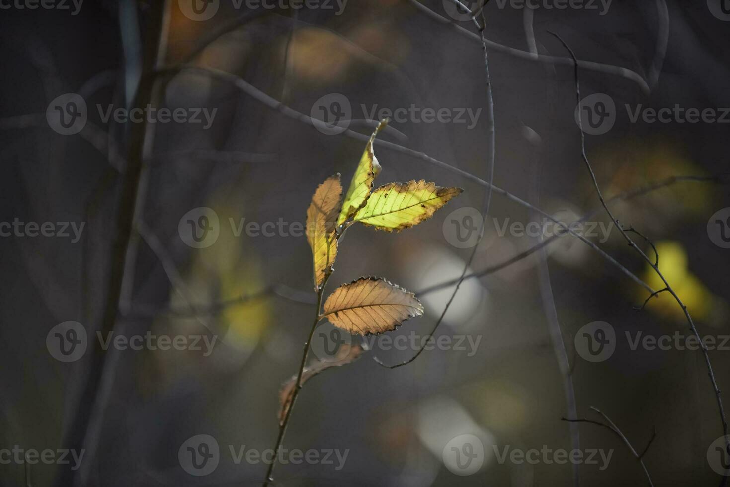 Autumn leaves in the forest, La Pampa Province, Patagonia, Argentina. photo