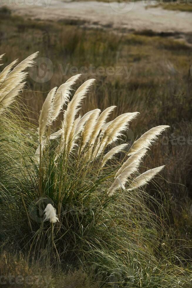 Grass in countryside pampas Argentina photo