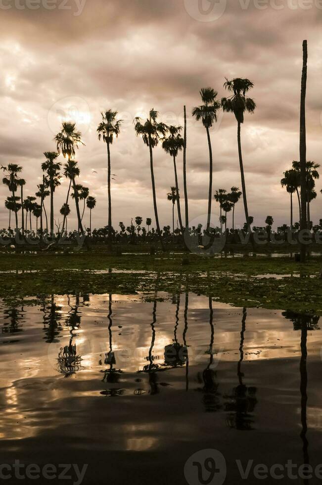Sunst Palms landscape in La Estrella Marsh, Formosa province, Argentina. photo
