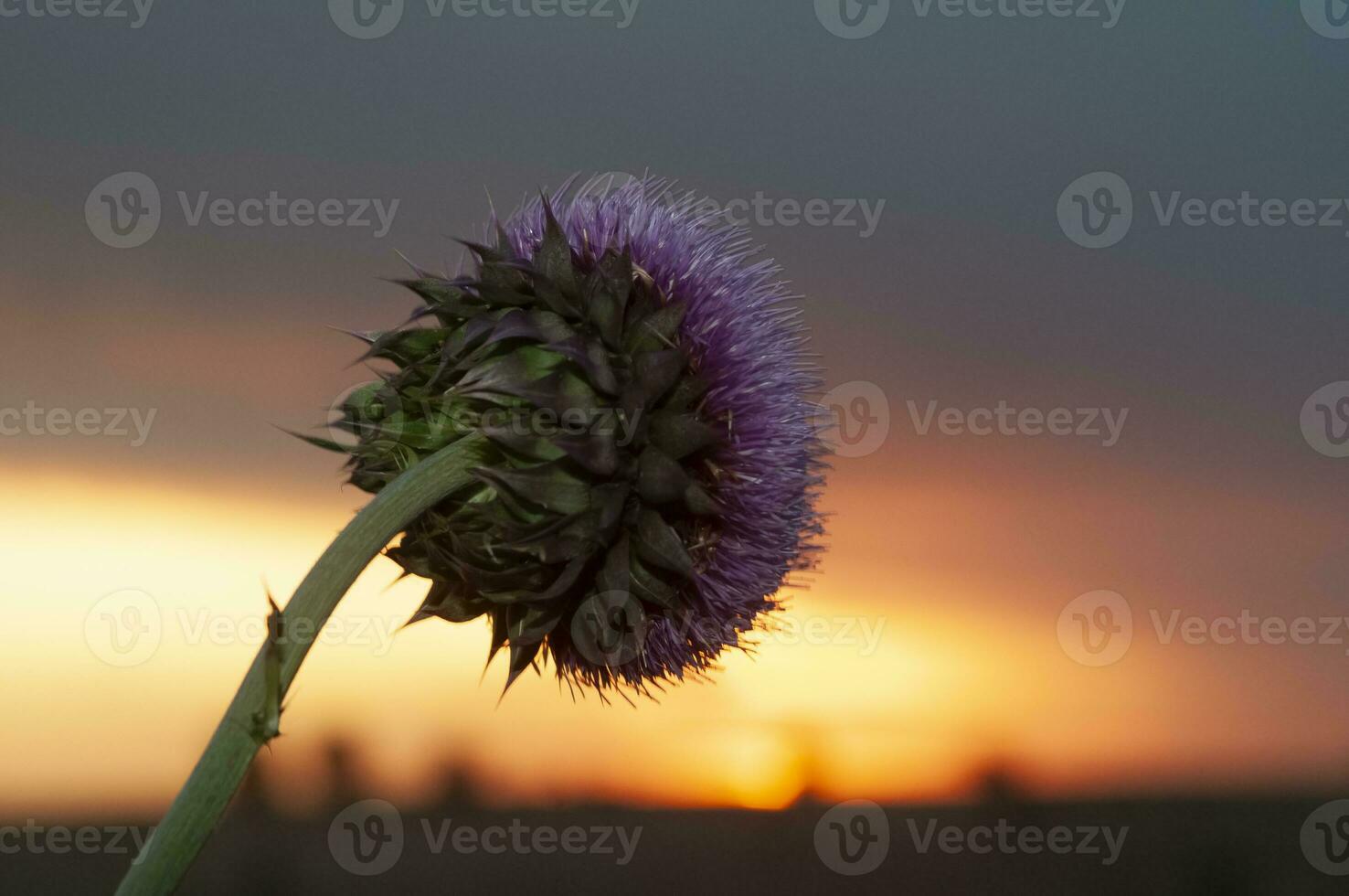 Wild flowers in semi desertic environment, Calden forest, La Pampa Argentina photo