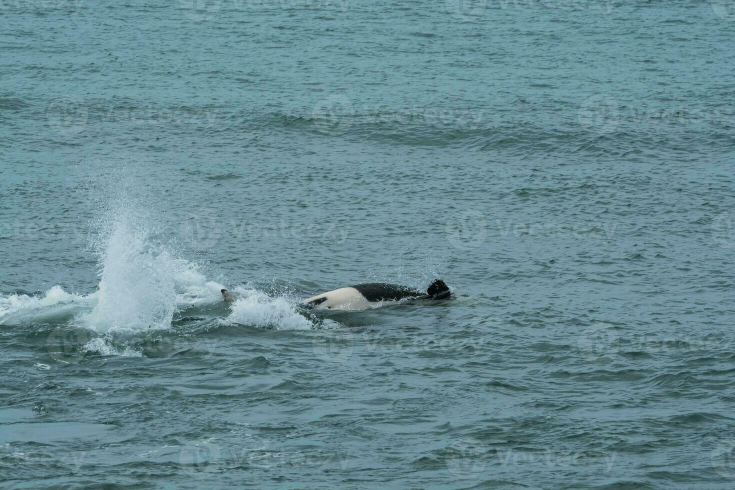 Orca family with baby,Punta Norte nature reserve, Patagonia,Argentina photo