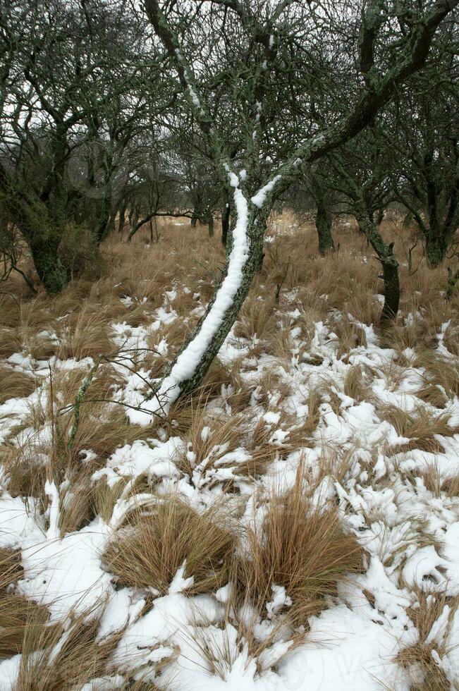 Nevado paisaje en rural ambiente en la pampa, Patagonia, argentina. foto