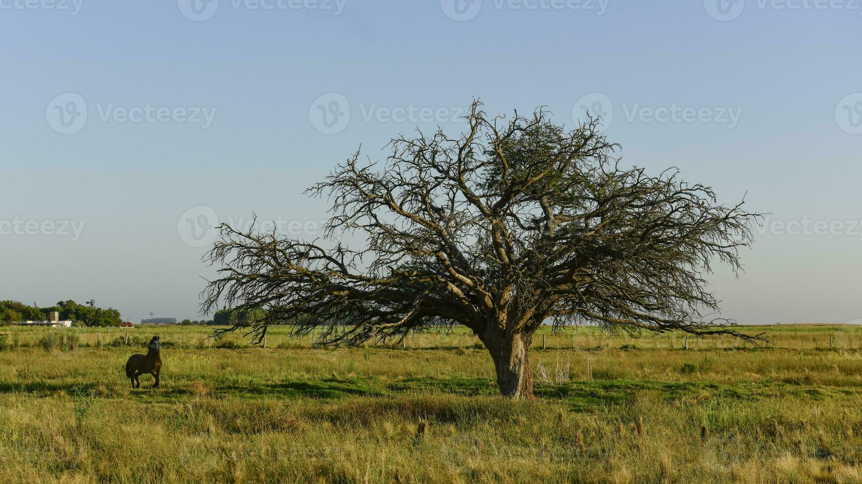 Horse and lonely tree in Pampas landscape photo