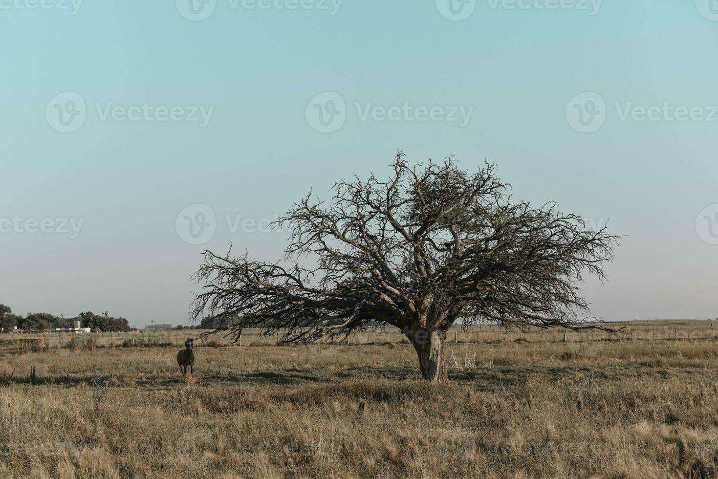 caballo y solitario árbol en pampa paisaje foto