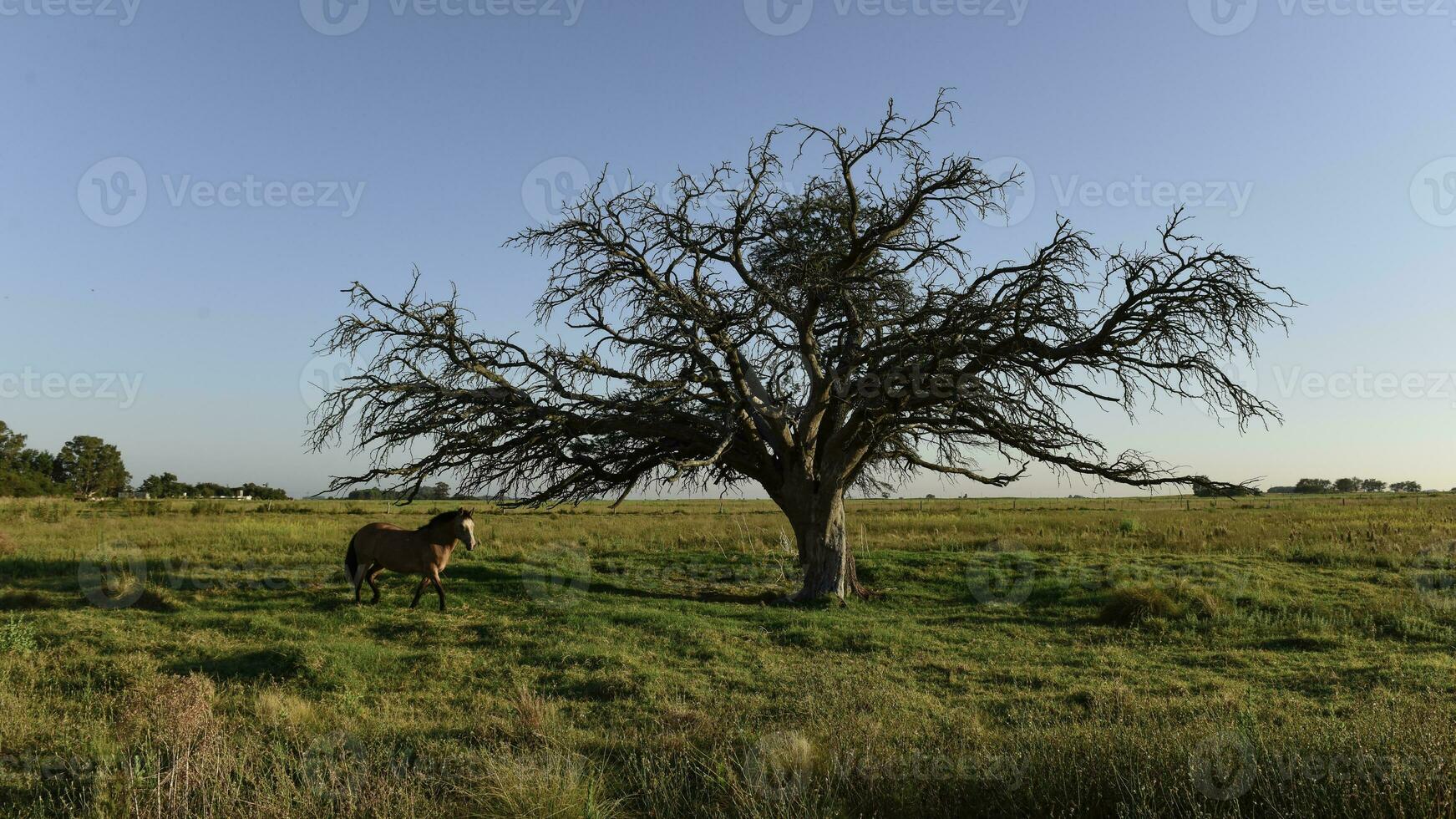 Horse and lonely tree in Pampas landscape photo