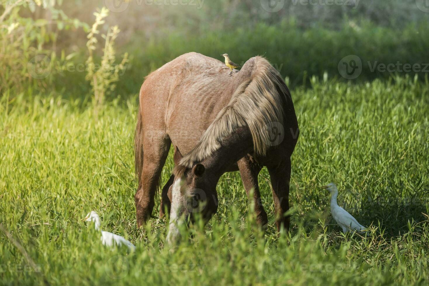 Horse and white herons, Pantanal , Brasil photo