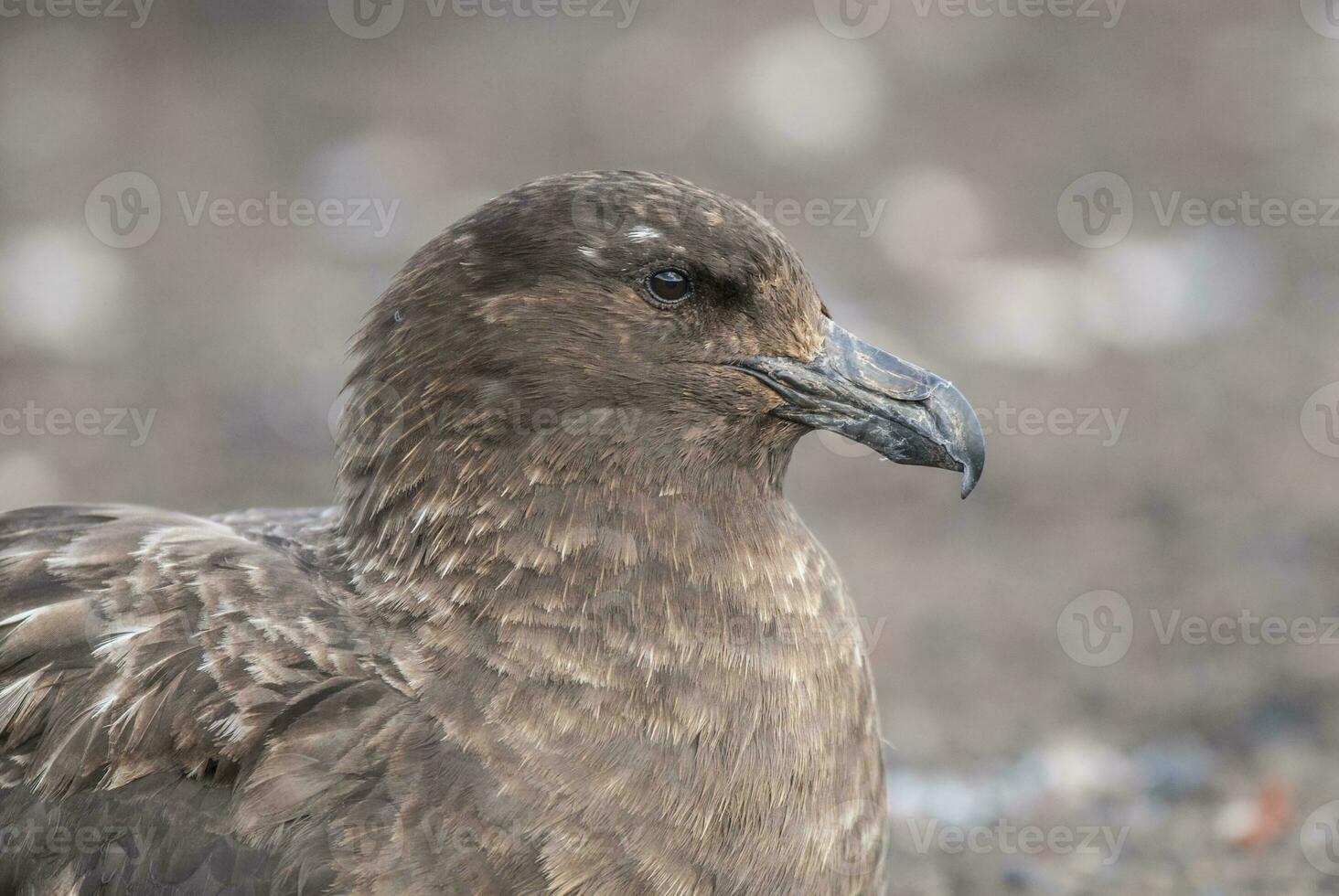 South polar skua,Stercorarius maccormicki, Antartica photo