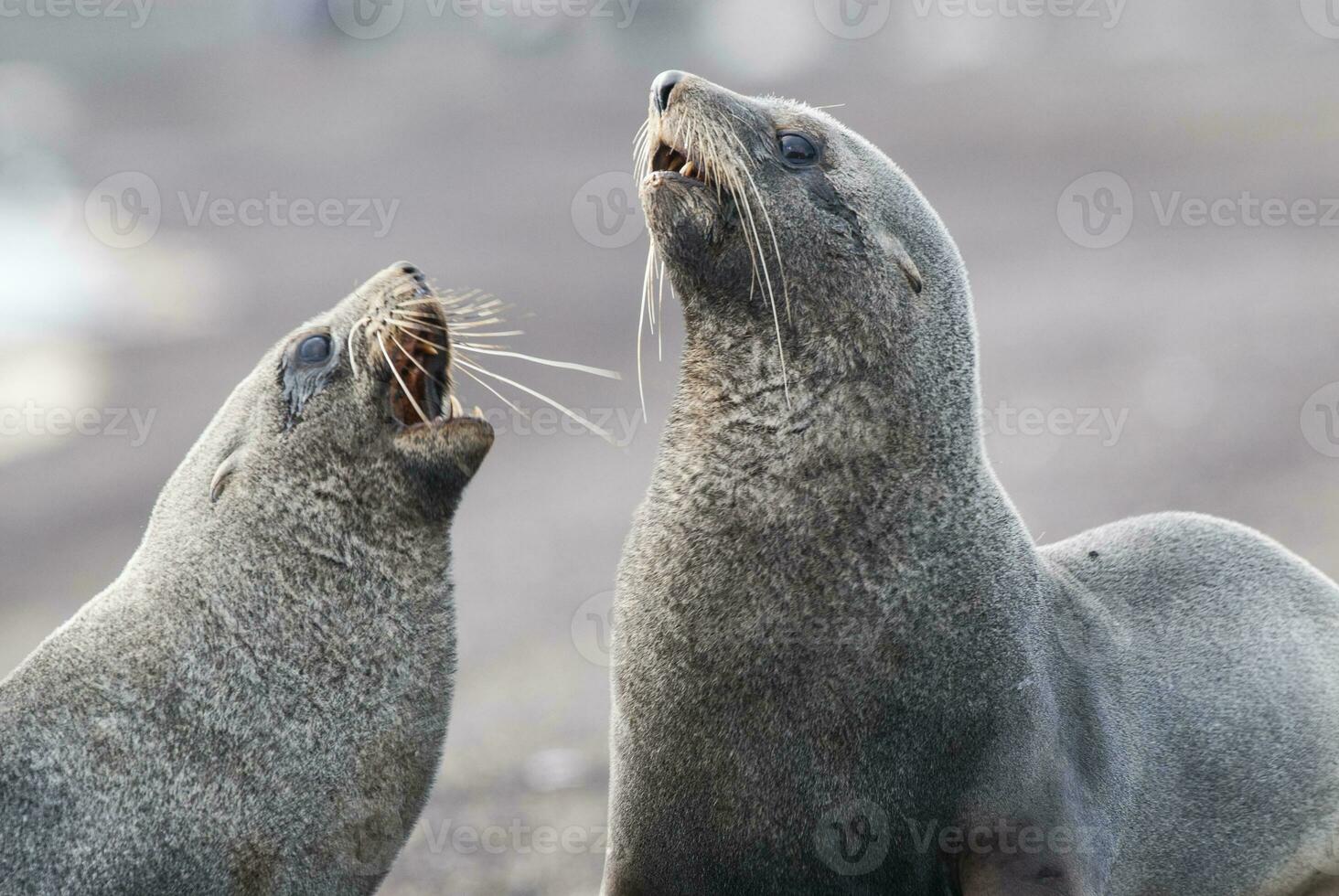 antártico piel sello, arctophoca gacela, un playa, Antártida. foto